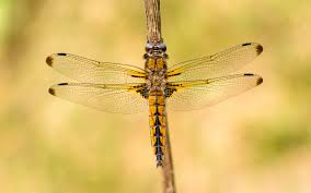 Attēlu rezultāti vaicājumam “Libellula fulva”