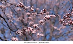 Attēlu rezultāti vaicājumam “Prunus cerasifera flower”