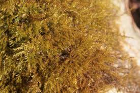 Attēlu rezultāti vaicājumam “Campylium chrysophyllum”