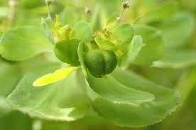 Attēlu rezultāti vaicājumam “Euphorbia helioscopia leaf”