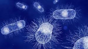 Attēlu rezultāti vaicājumam “Licea minima macro”