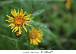 Attēlu rezultāti vaicājumam “Inula salicina flower”