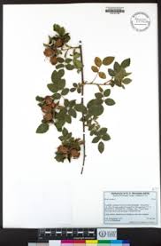 Attēlu rezultāti vaicājumam “Rosa subcanina”