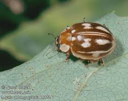 Attēlu rezultāti vaicājumam “Myzia oblongoguttata”