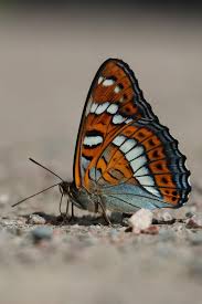 Attēlu rezultāti vaicājumam “Limenitis populi underside”