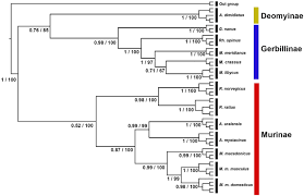 Attēlu rezultāti vaicājumam “Muridae”