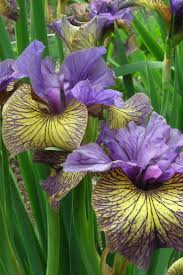 Attēlu rezultāti vaicājumam “Iris sibirica flower”