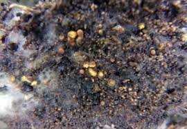 Attēlu rezultāti vaicājumam “Trichia longipalpis spores”