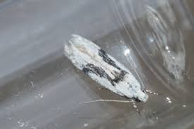 Attēlu rezultāti vaicājumam “Carpatolechia alburnella”