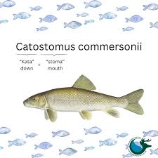 Image result for Catostomus commersonii