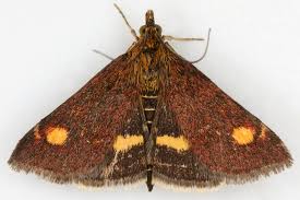 Attēlu rezultāti vaicājumam “Pyrausta aurata”