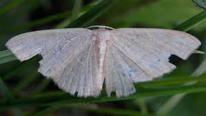 Attēlu rezultāti vaicājumam “Geometridae”