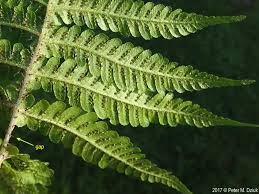 Attēlu rezultāti vaicājumam “Phegopteris connectilis”