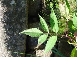 Attēlu rezultāti vaicājumam “Bidens frondosa flower”