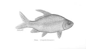 Image result for Carpiodes velifer