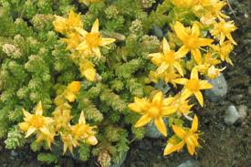 Attēlu rezultāti vaicājumam “Sedum acre leaf”