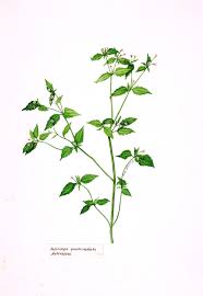 Attēlu rezultāti vaicājumam “Galinsoga quadriradiata”