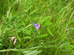Attēlu rezultāti vaicājumam “Lathyrus palustris flower”