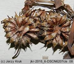 Attēlu rezultāti vaicājumam “Sparganium neglectum”