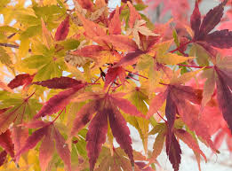 Attēlu rezultāti vaicājumam “Acer pseudosieboldianum”