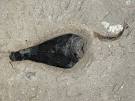 Fossil Ink Sacs Yield Jurassic Pigment—A First