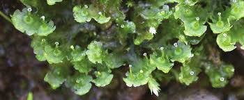 Attēlu rezultāti vaicājumam “Blasia pusilla”