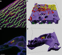 Attēlu rezultāti vaicājumam “Sphagnum balticum”