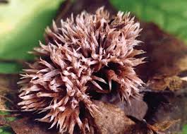 Attēlu rezultāti vaicājumam “Thelephora penicillata”