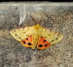 Attēlu rezultāti vaicājumam “Rhyparia purpurata”