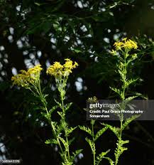 Attēlu rezultāti vaicājumam “Jacobaea vulgaris”