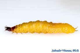 Attēlu rezultāti vaicājumam “Histeridae”