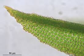 Attēlu rezultāti vaicājumam “Bryoerythrophyllum recurvirostrum sporophyte”