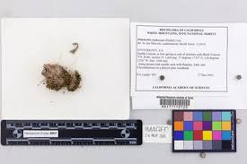 Attēlu rezultāti vaicājumam “Didymodon tophaceus sporophyte”