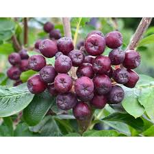 Attēlu rezultāti vaicājumam “Sorbus aucuparia fruit”