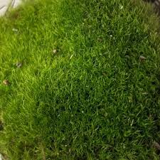 Attēlu rezultāti vaicājumam “Bryum caespiticium”