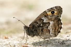 Attēlu rezultāti vaicājumam “Hipparchia semele”