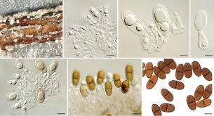 Attēlu rezultāti vaicājumam “Depressaria olerella imago”