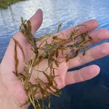 Attēlu rezultāti vaicājumam “Barbilophozia kunzeana”