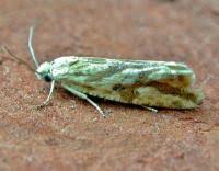 Attēlu rezultāti vaicājumam “Thiodia citrana”