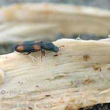 Attēlu rezultāti vaicājumam “Bitoma crenata”