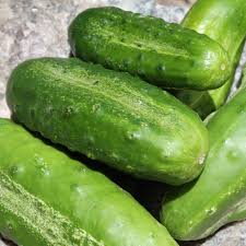 Image result for Gurke