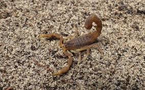 Image result for Scorpions Table Tennis Club