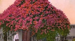 Image result for bougainvillea