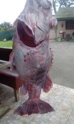 Image result for Polyprion americanus