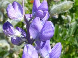 Image result for Lupinus polyphyllus Lindl.