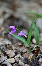 Attēlu rezultāti vaicājumam “Cephalanthera rubra”