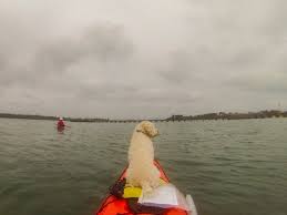 Image result for Poole Harbour Canoe Club