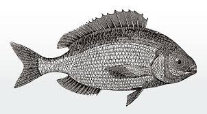 Image result for Pagellus bogaraveo