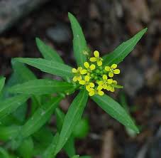 Attēlu rezultāti vaicājumam “Erysimum cheiranthoides flower”