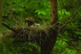 Attēlu rezultāti vaicājumam “Buteo buteo nest”